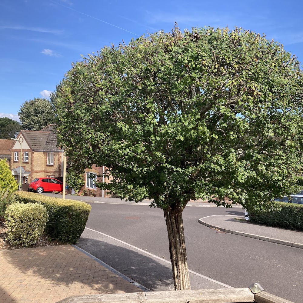 Louis Whittaker Tree Services