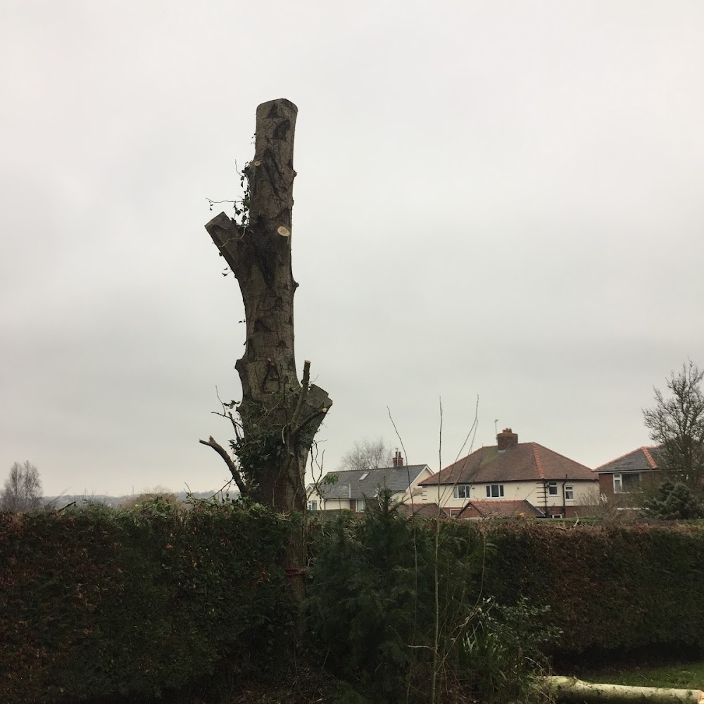 Branching Out Tree Services