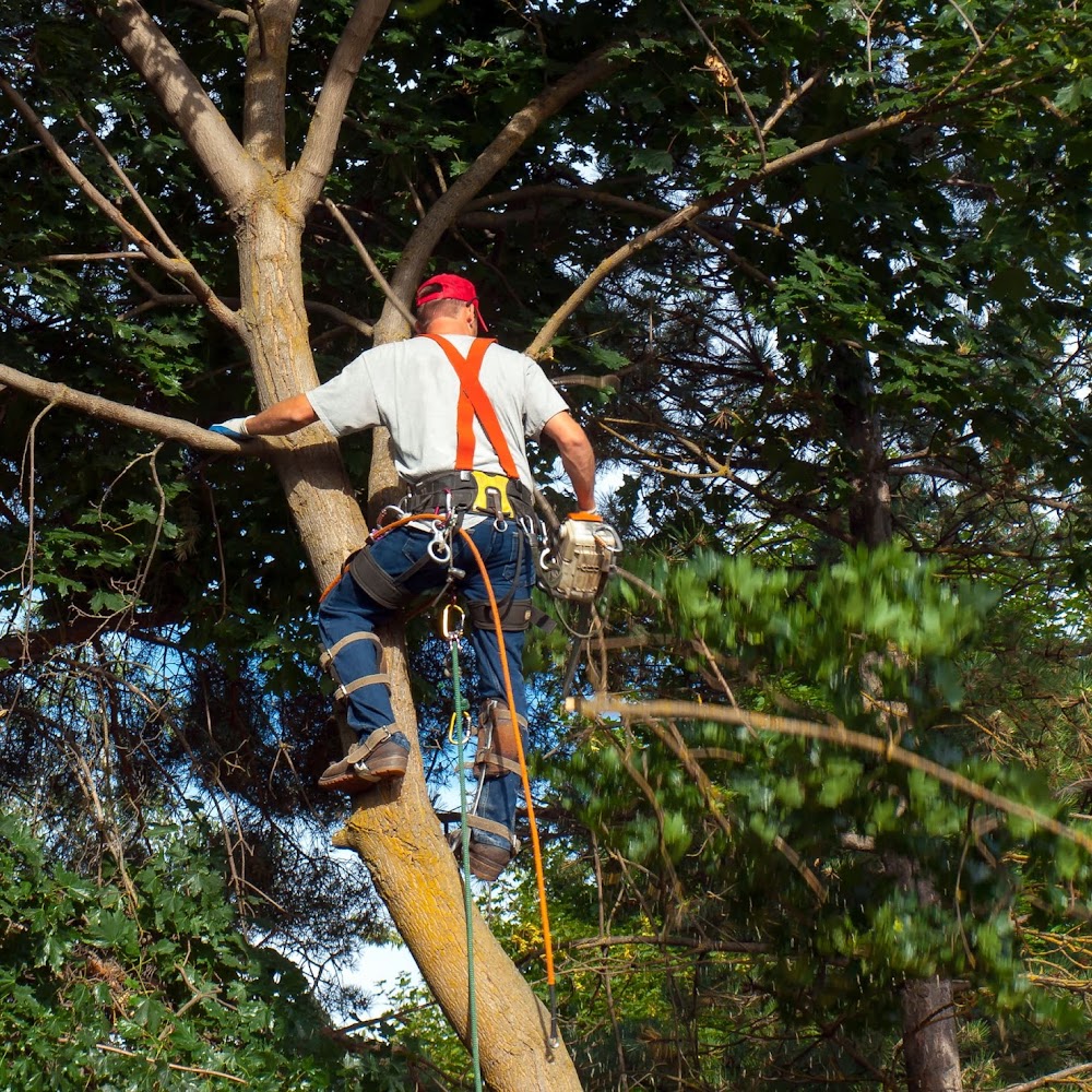 YTS York Tree Surgeon & Specialists