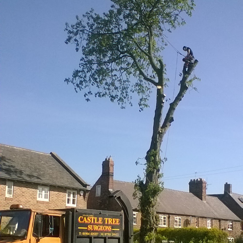 Castle Tree Surgeons