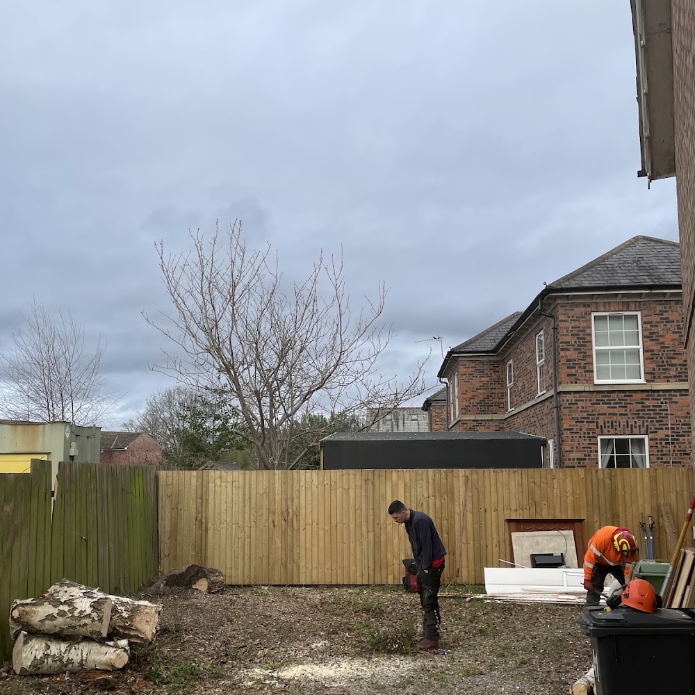 Lewis Tree Surgery