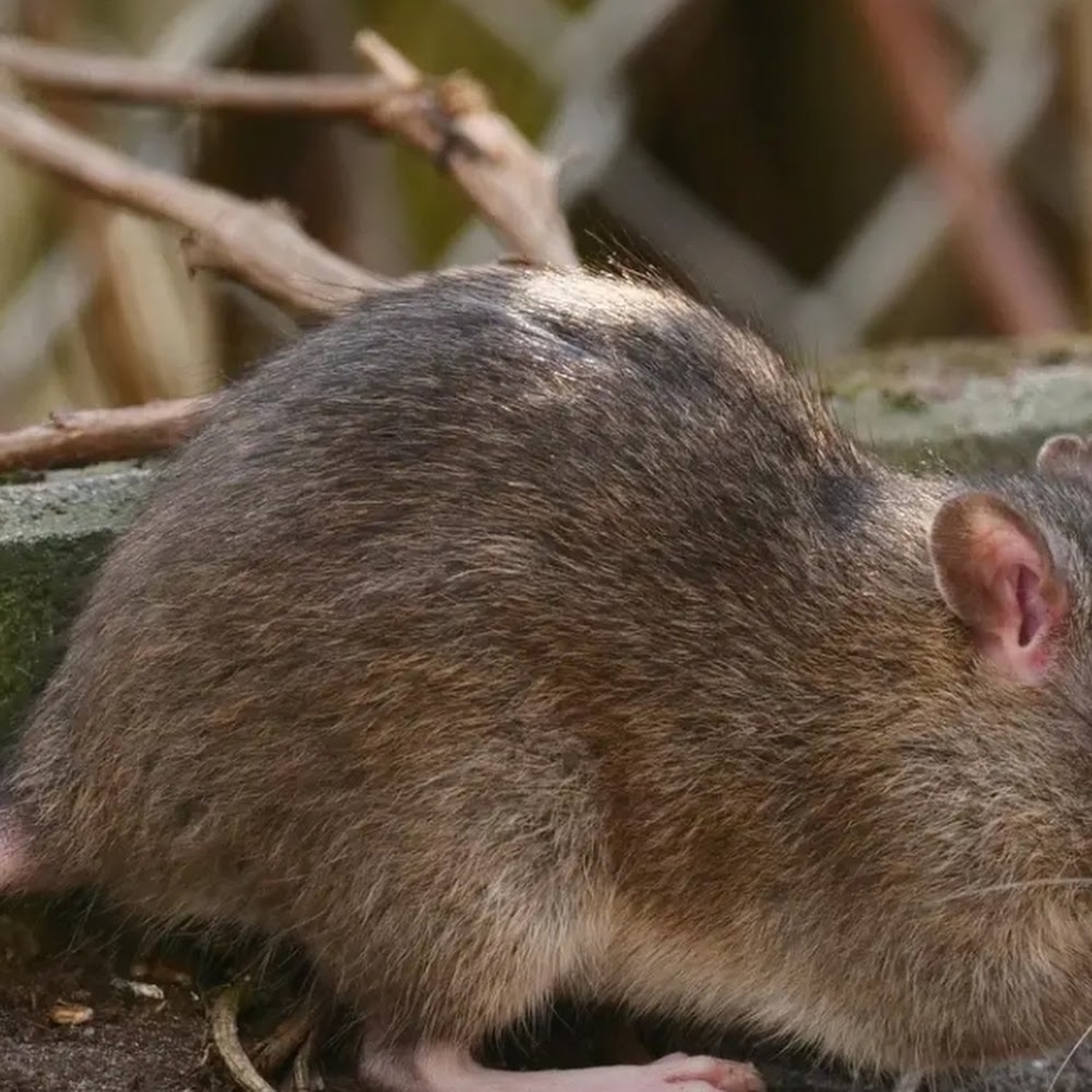 BFAI pest Control