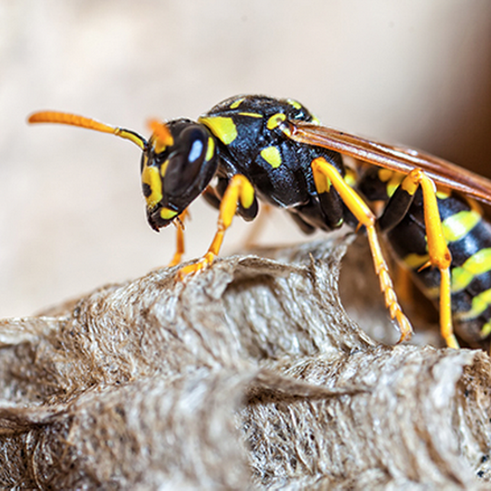 All Clear Pest Control York