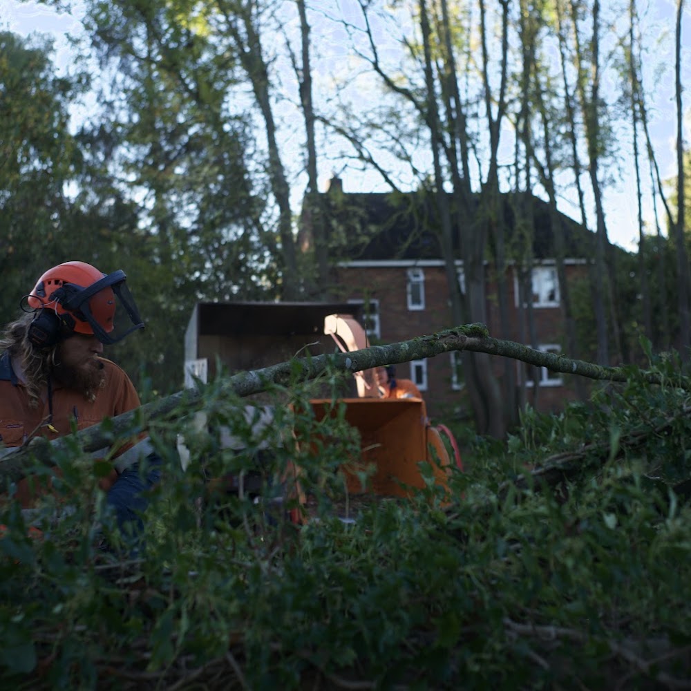 Trident Tree Works - York Tree Surgeons