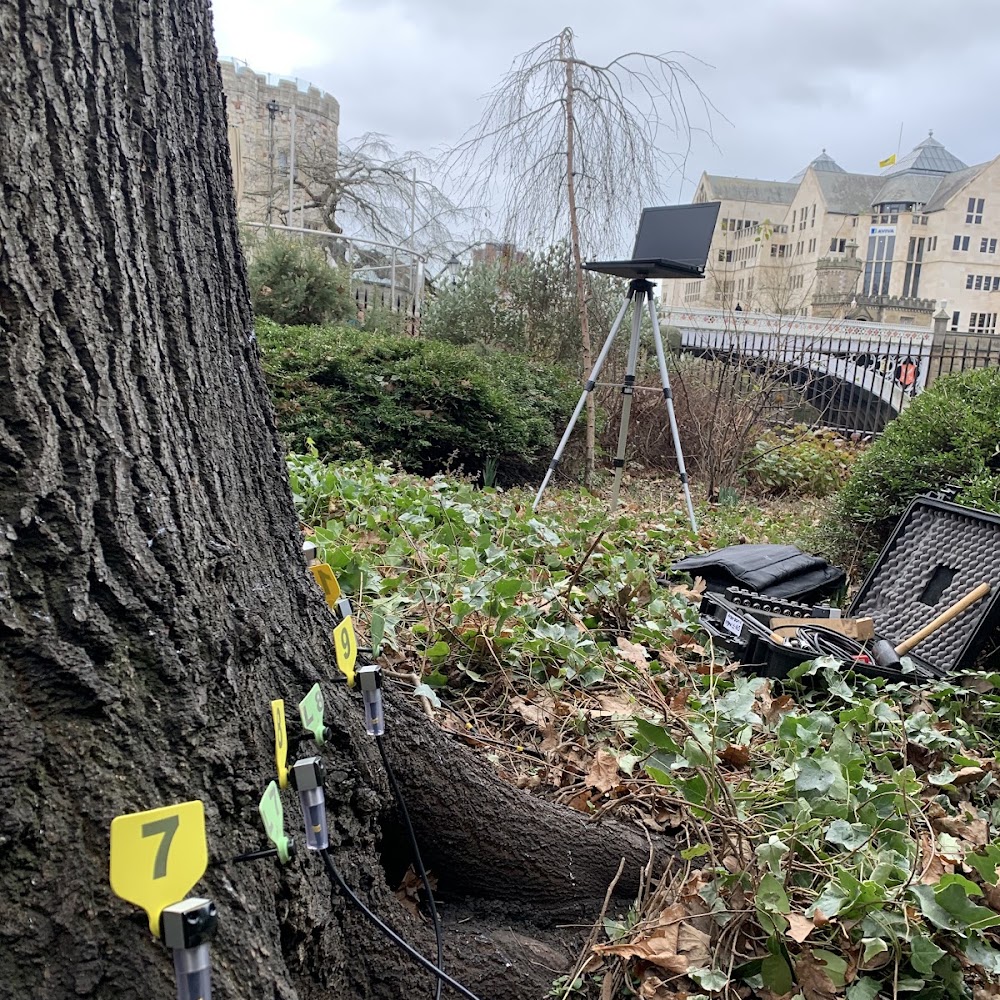 Barnes Associates Ltd - Tree Diagnostics