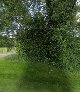 J Rennison Tree Contractors