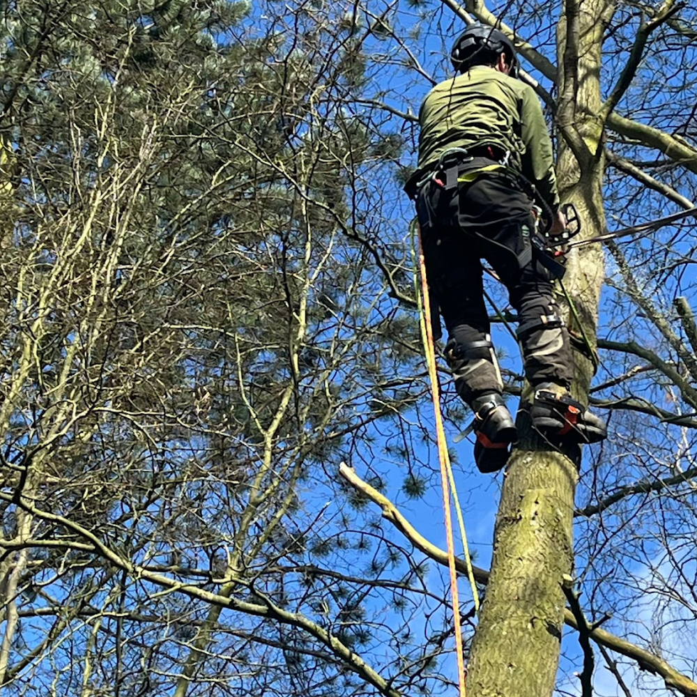 Root & Branch Tree Services