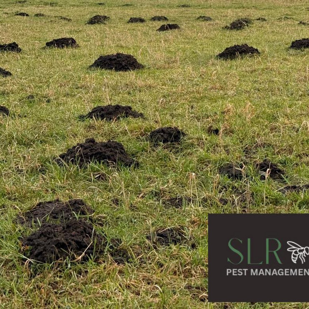 SLR Pest Management