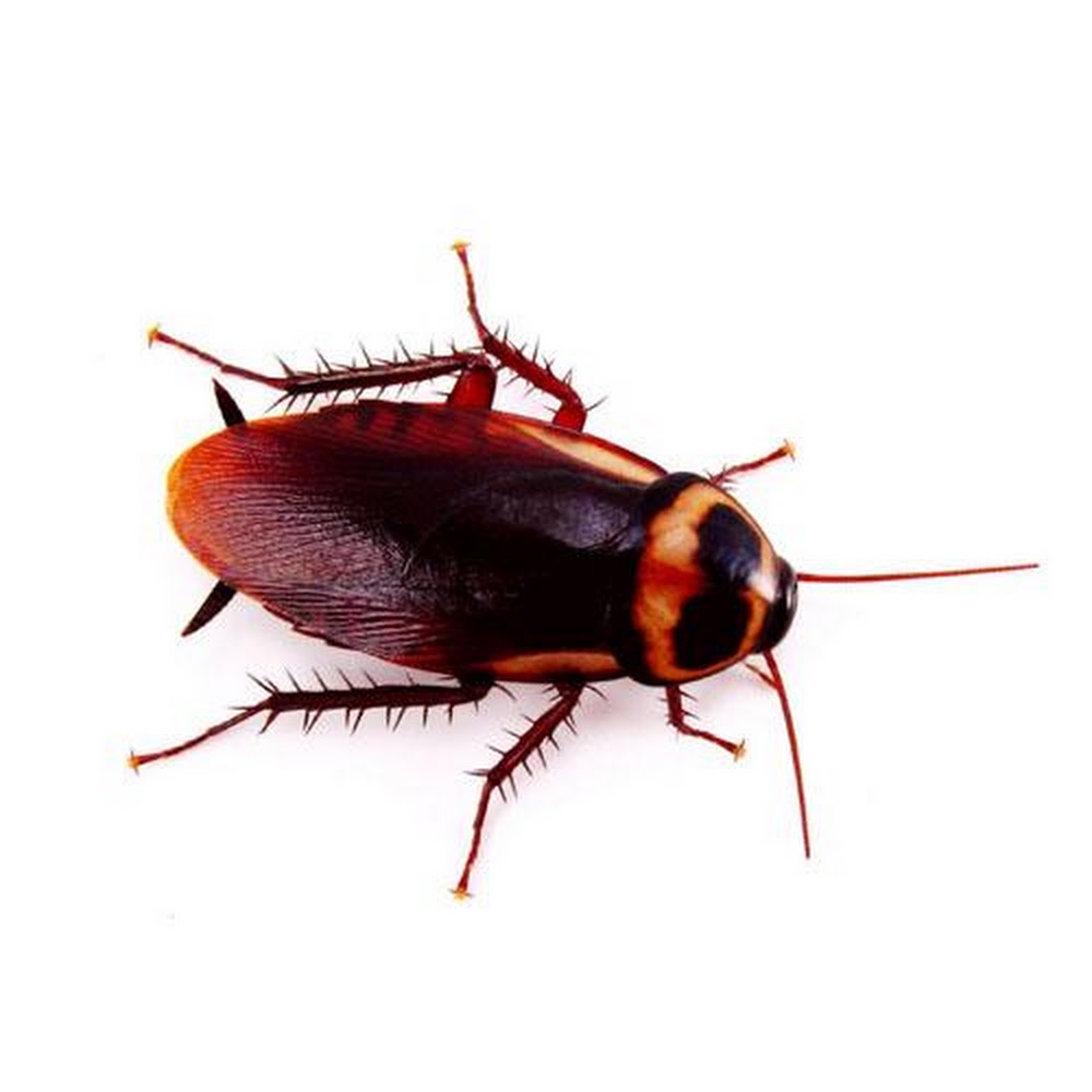 MJ Backhouse Pest Control
